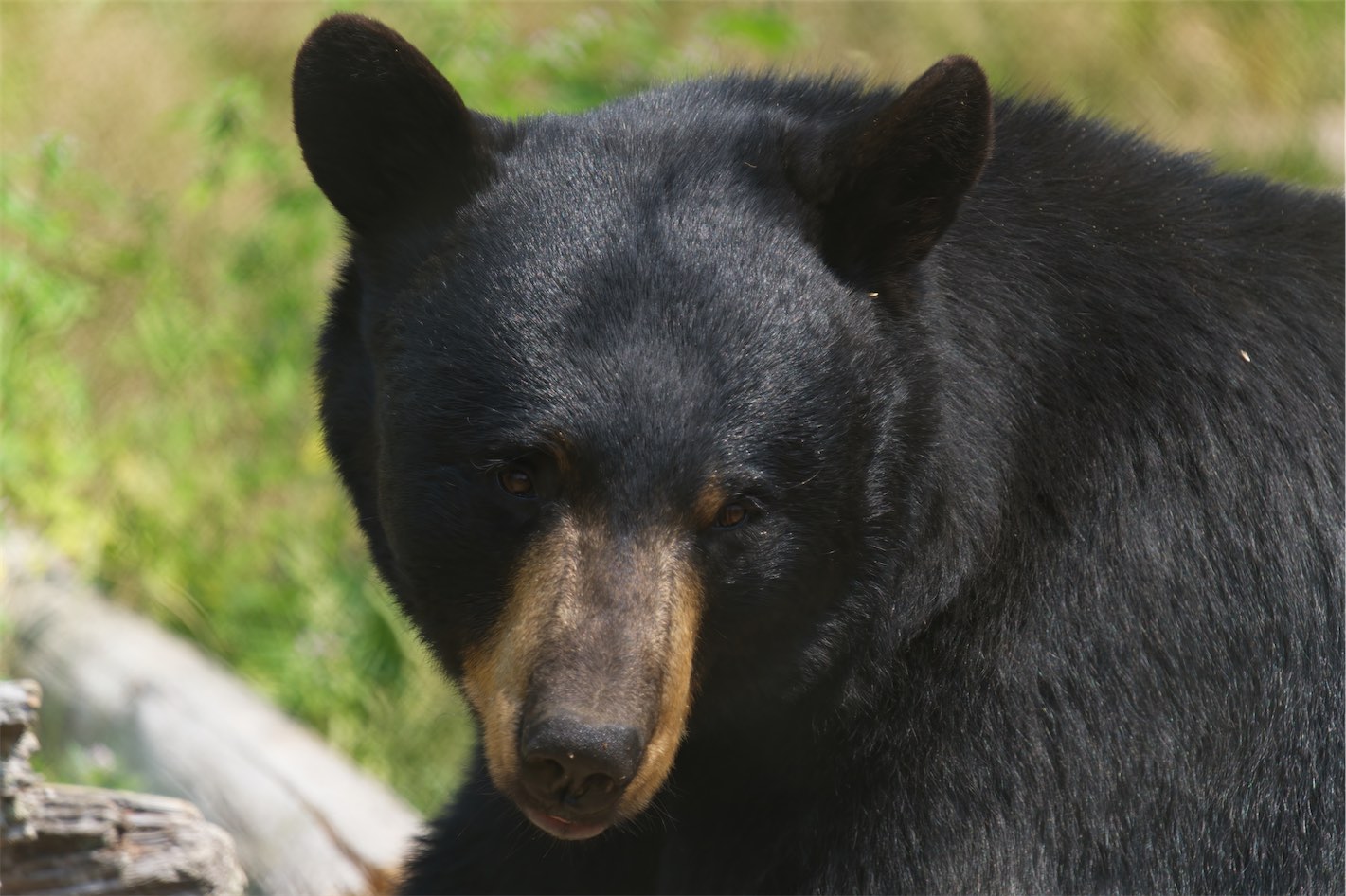 black bear 2 0707